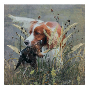 Hunting with Epagneul Breton  Poster