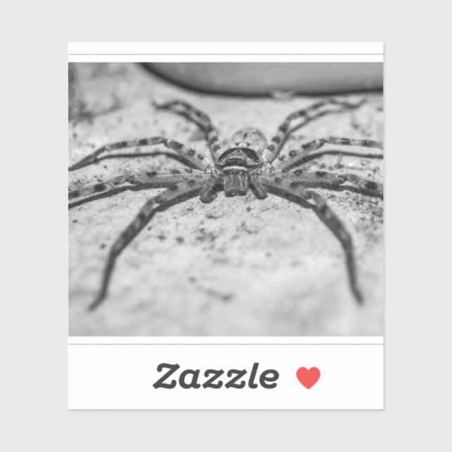 Huntsman Spider (Sheet)