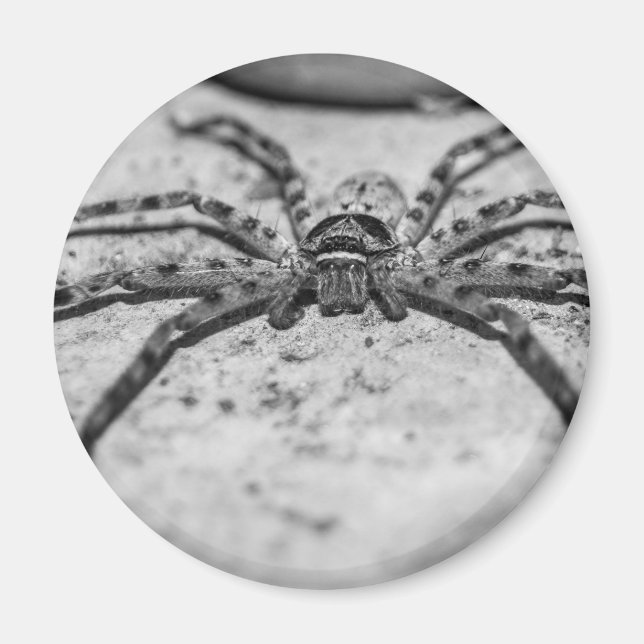 Huntsman Spider Magnet (Front)
