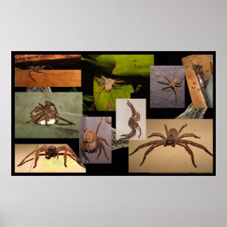 Huntsman Spider Poster