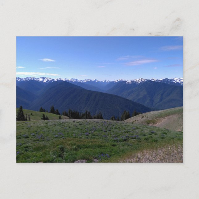 Hurricane Ridge - Olympic National Park postcard (Front)