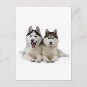 Huskies Postcard