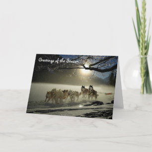 Huskies Sled Dogs Holiday Greeting Card Alaska