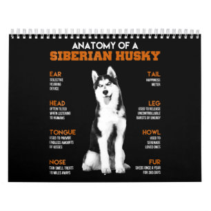 Husky   Anatomy Of Siberian Husky Dogs Calendar