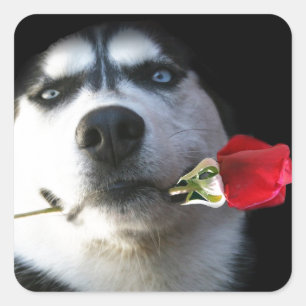 Husky and Rose Valentine/Tango Dog Square Sticker