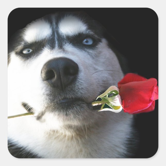 Husky and Rose Valentine/Tango Dog Square Sticker (Front)