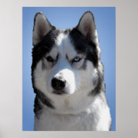 Husky Art Print Sled Dog Art Poster Husky Gifts
