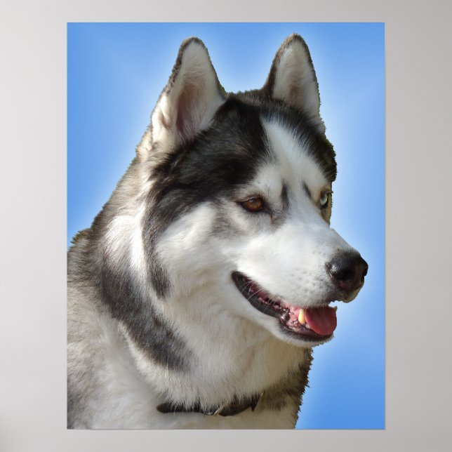 Husky Art Print Sled Dog Art Poster Husky Gifts (Front)
