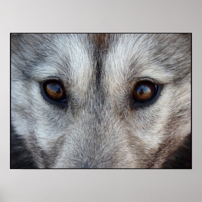 Husky Art Print Sled Dog Art Poster Wolf Pup Gifts (Front)