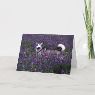 Husky Birthday card