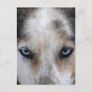 Husky blue eyes postcard