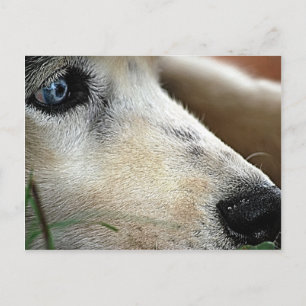 Husky Blue Eyes Siberia Postcard