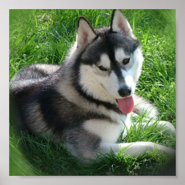 Husky Canvas Print (Front)
