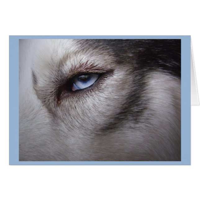 Husky Card Blank Sled Dog Husky Card (Front Horizontal)