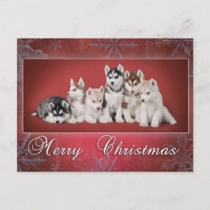 Husky christmas holiday postcard