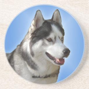 Husky Coaster Husky Malamute Sled Dog Coaster
