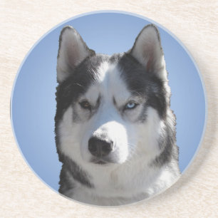 Husky Coaster Husky Malamute Sled Dog Coaster