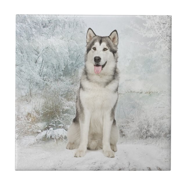 Husky Coaster Tile (Front)