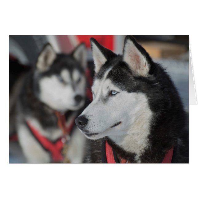 Husky dog before a race, Canada (Front Horizontal)