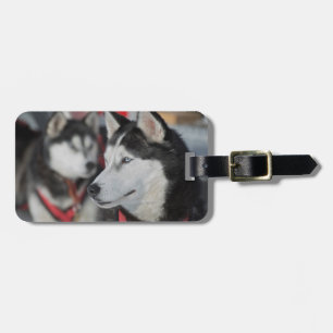Husky dog before a race, Canada Luggage Tag