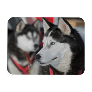 Husky dog before a race, Canada Magnet