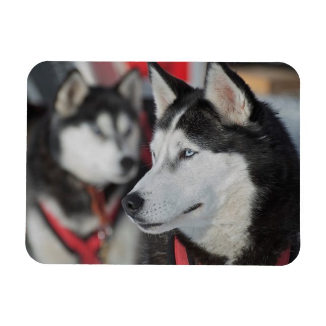 Husky dog before a race, Canada Magnet (Horizontal)