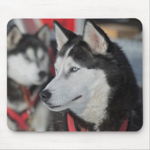 Husky dog before a race, Canada Mouse Pad