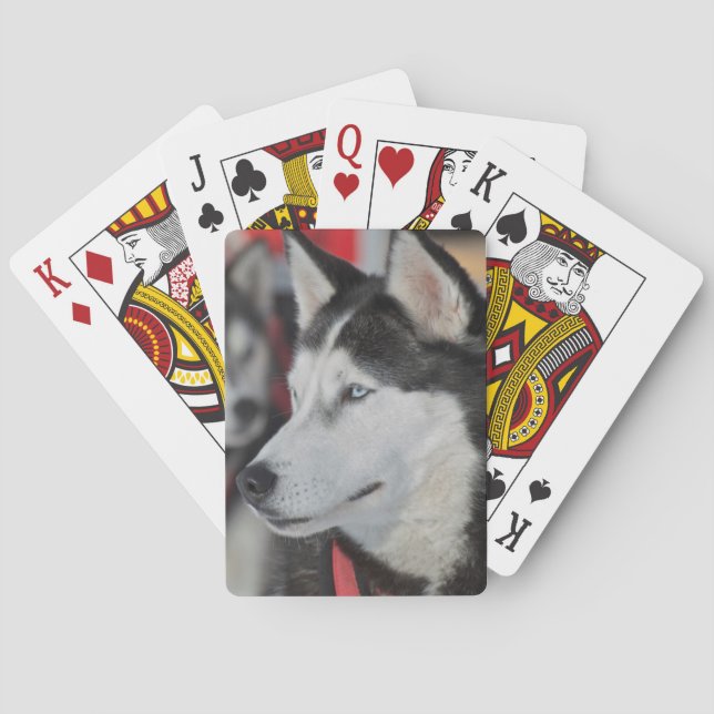 Husky dog before a race, Canada Playing Cards (Back)