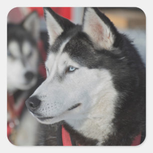 Husky dog before a race, Canada Square Sticker