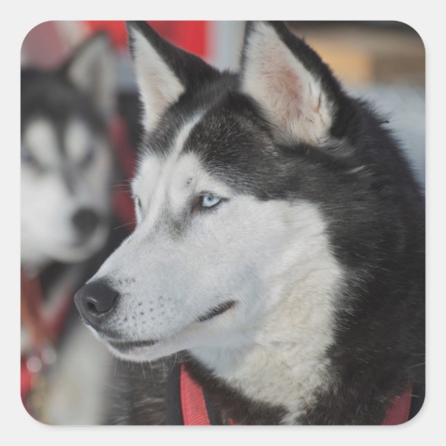 Husky dog before a race, Canada Square Sticker (Front)