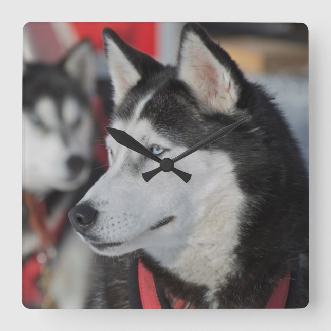 Husky dog before a race, Canada Square Wall Clock (Front)