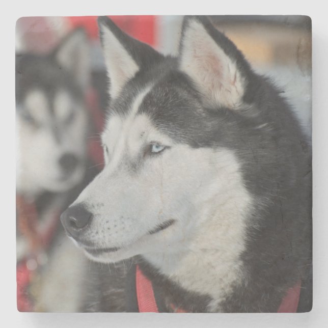 Husky dog before a race, Canada Stone Coaster (Front)