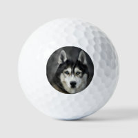 Husky Dog Big Dog Animal Pet
