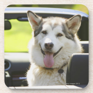 Husky dog from convertible coaster