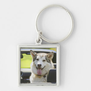 Husky dog from convertible key ring
