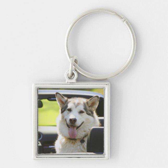 Husky dog from convertible key ring (Front)