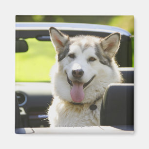 Husky dog from convertible magnet