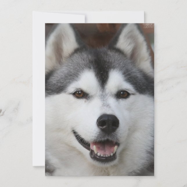 Husky Dog Invitation (Front)