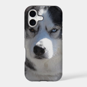 Husky Dog iPhone Cases Husky Malamute Pup Cases