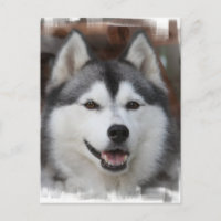 Husky Dog Postcard