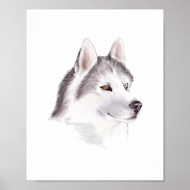 Husky Dog poster / animal posters (Front)