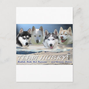 husky dog sleding postcard