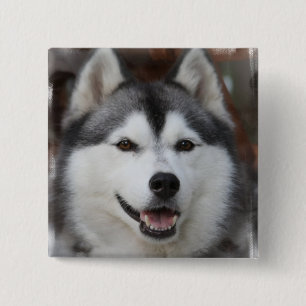 Husky Dog Square Button