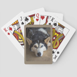 Husky Dog with Blue and Brown Eye Playing Cards