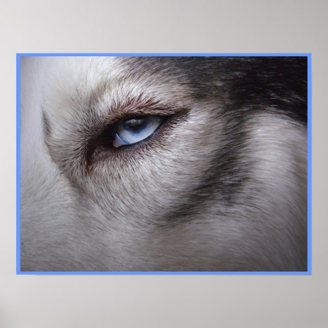 Husky Eye Poster Sled Dog Art Poster Husky Gifts (Front)
