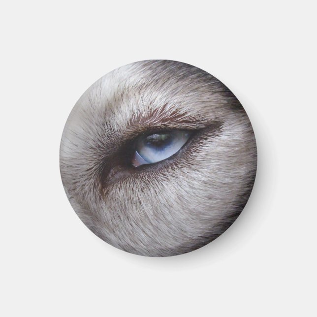 Husky Fridge Magnet Alaskan Sled Dog Magnet / Gift (Front)