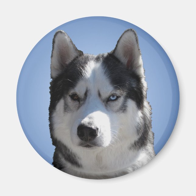 Husky Fridge Magnet Alaskan Sled Dog Magnet / Gift (Front)