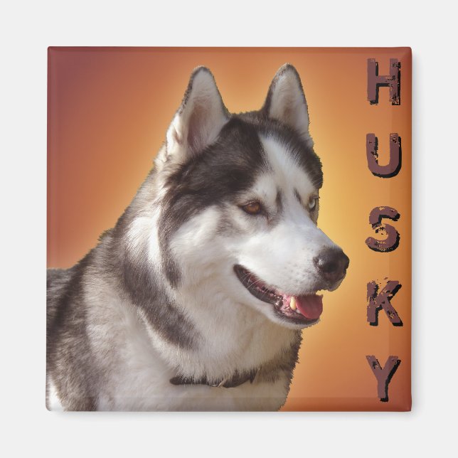 Husky Fridge Magnet Alaskan Sled Dog Magnet / Gift (Front)
