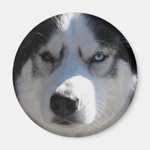 Husky Fridge Magnet Alaskan Sled Dog Magnet / Gift