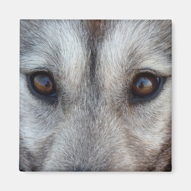 Husky Fridge Magnet Sled Dog Wolf Magnet / Gift (Front)